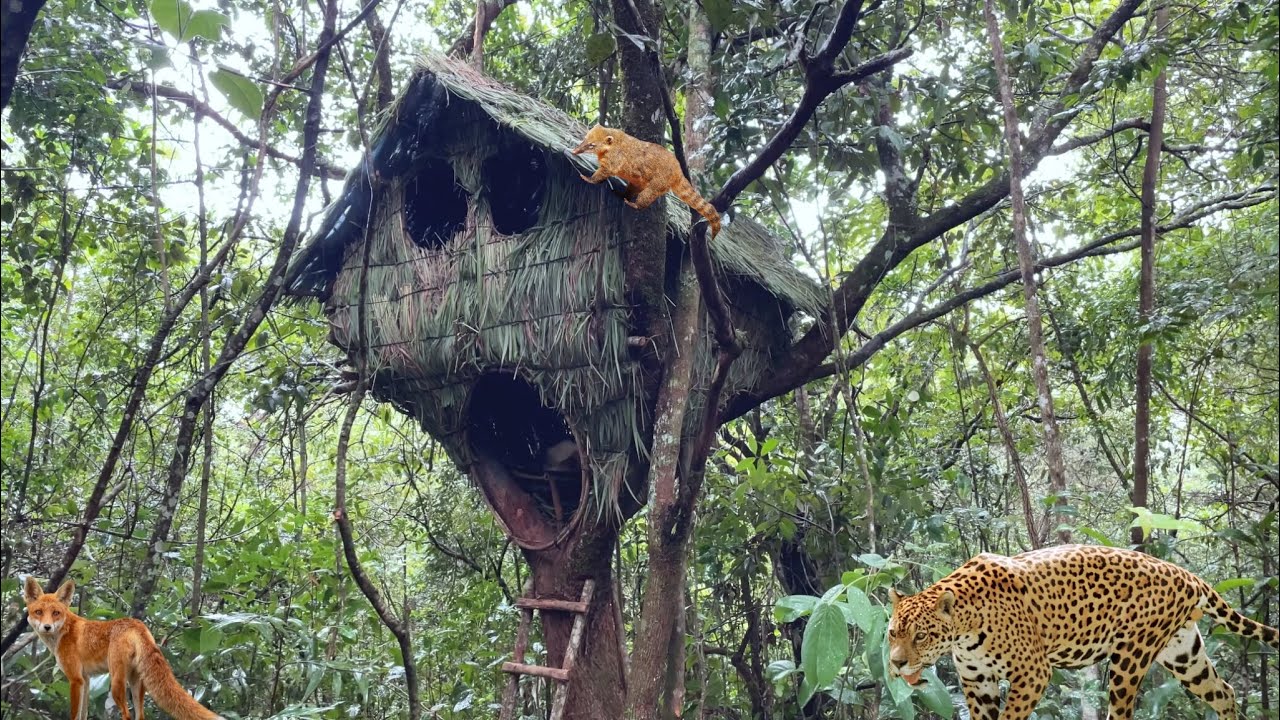 3 DIAS NA MATA CONSTRUINDO um ABRIGO SUSPENSO cercado de Animais . 
