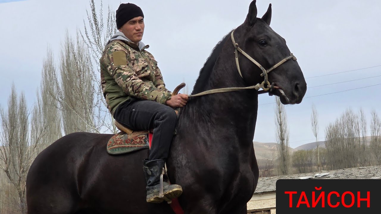 ТАЙСОН  ӨСПҮРҮМ ӨРТ ЭКЕН Асамидинде 