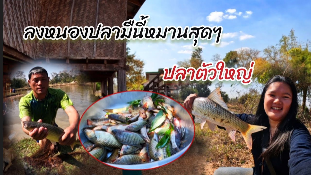 7 กุมภาพันธ์ ค.ศ. 2026ลงหนองปลามืนี้หมานสุดๆมีแต่ตัวใหญ่//ລົງຫນອງປາມື້ນີ້ຫມານສຸດໆ