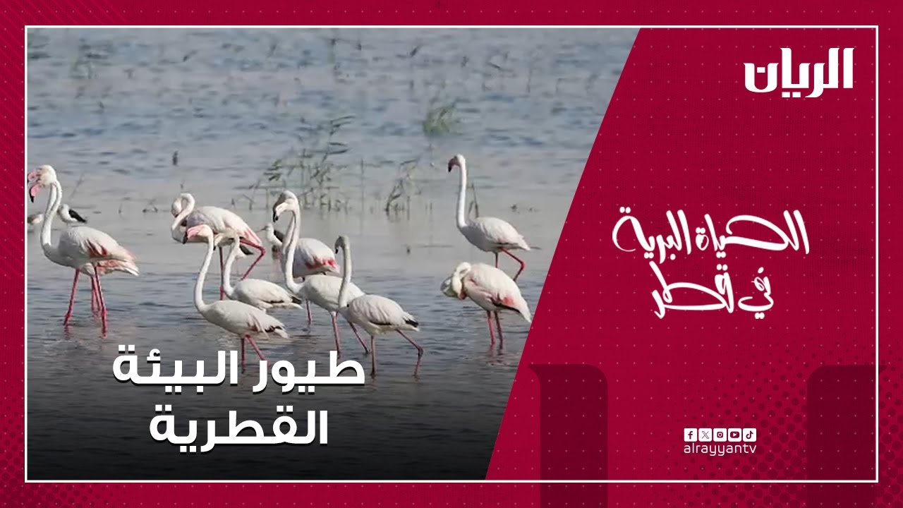 الحياة البرية في قطر – طيور البيئة القطرية