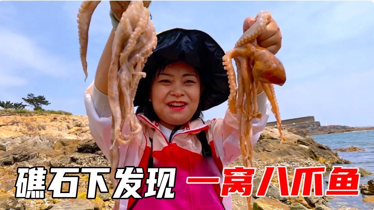 小章赶海又找到好地方啦！各种海螺随便捡！石块掀开全是八爪鱼！【赶海小章官方频道】