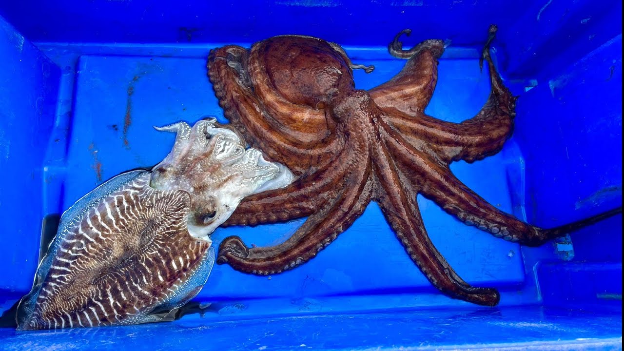 OCTOPUS & Cuttle Fish in Red Mullet Nets - Spider Crab Red Mullet Mackerel Lobster & More
