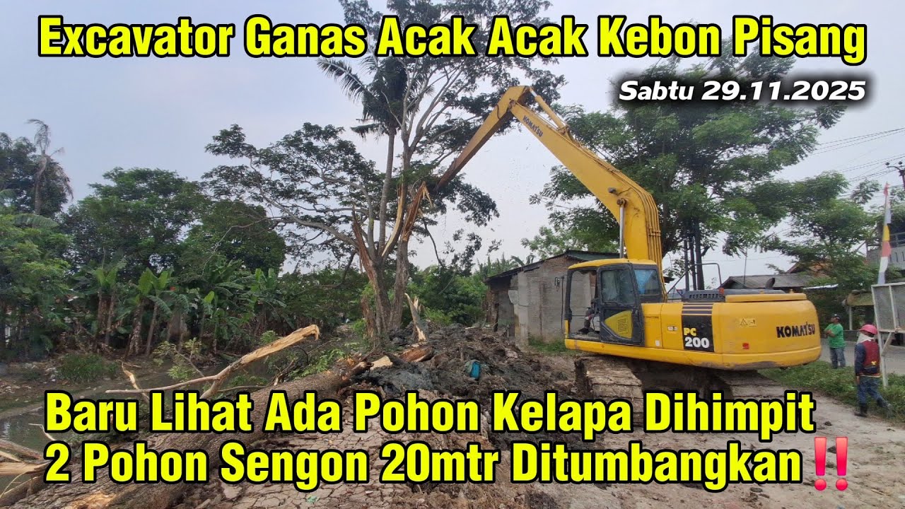 POHON SENGON 20Mtr Tumbang‼️Excavator Ganas Axak Acak Kebon Pisang BANTARAN Kali #dedimulyadi #kdm