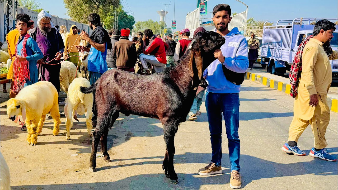 Lahore Shahpur Kanjra Mandi Update Qurbani 2026 Bakre,Chtre,Dunbe Awami Shoq Official 