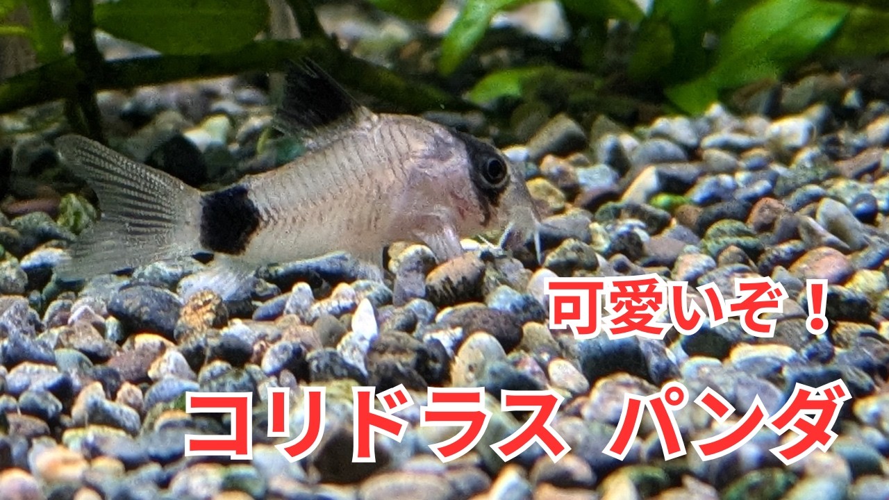 一回は飼育したい「コリドラス パンダ」をご紹介！