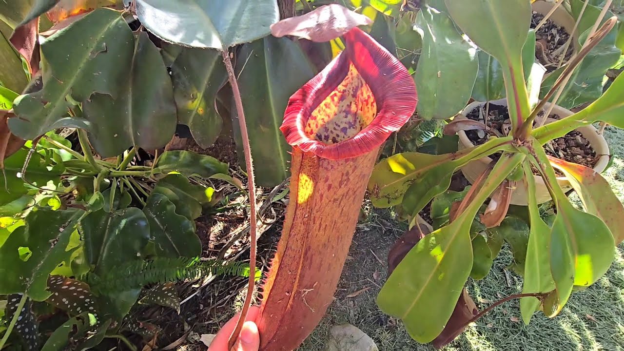 backyard summer nepenthes tour