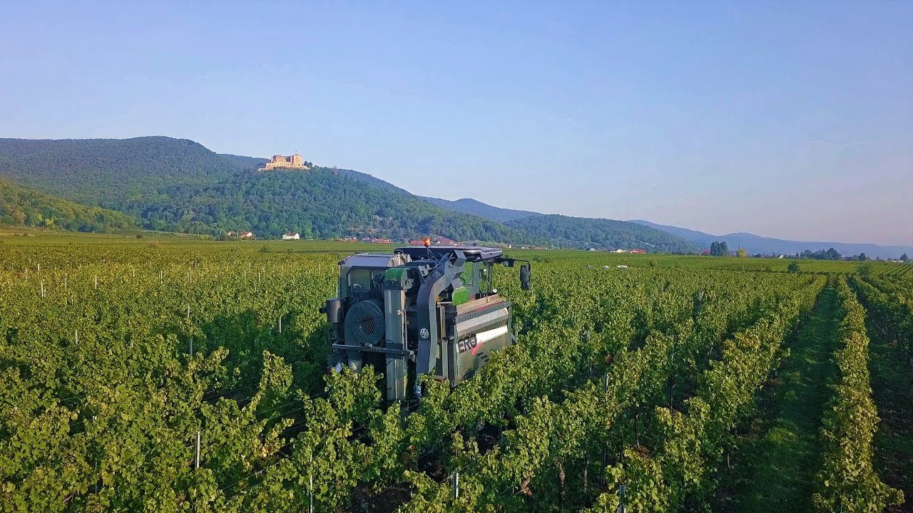 ERO SF 200 [Black Edition] Traubenvollernter Weingut E.Wilhelm