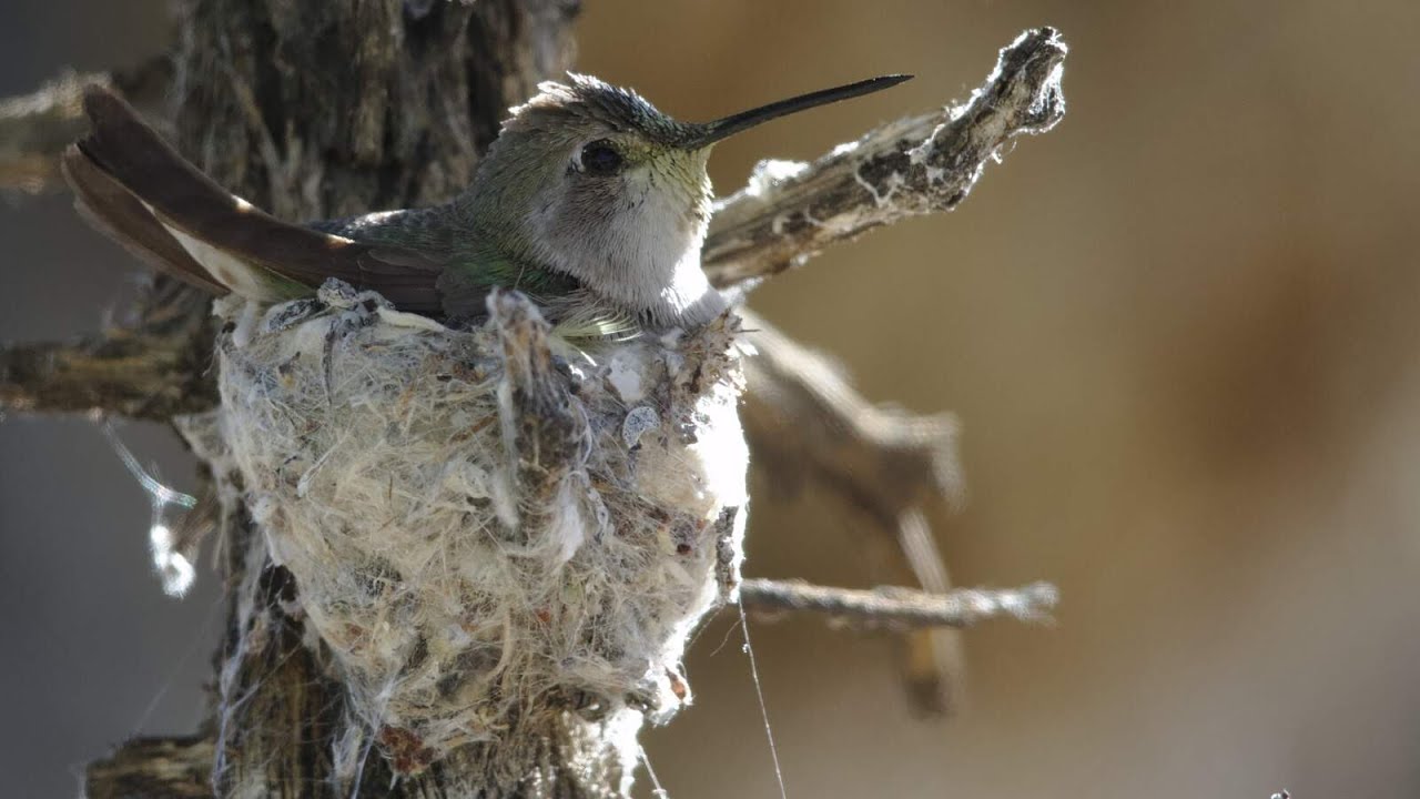 Female Hummingbirds of Los Angeles | Bird Identification Guide