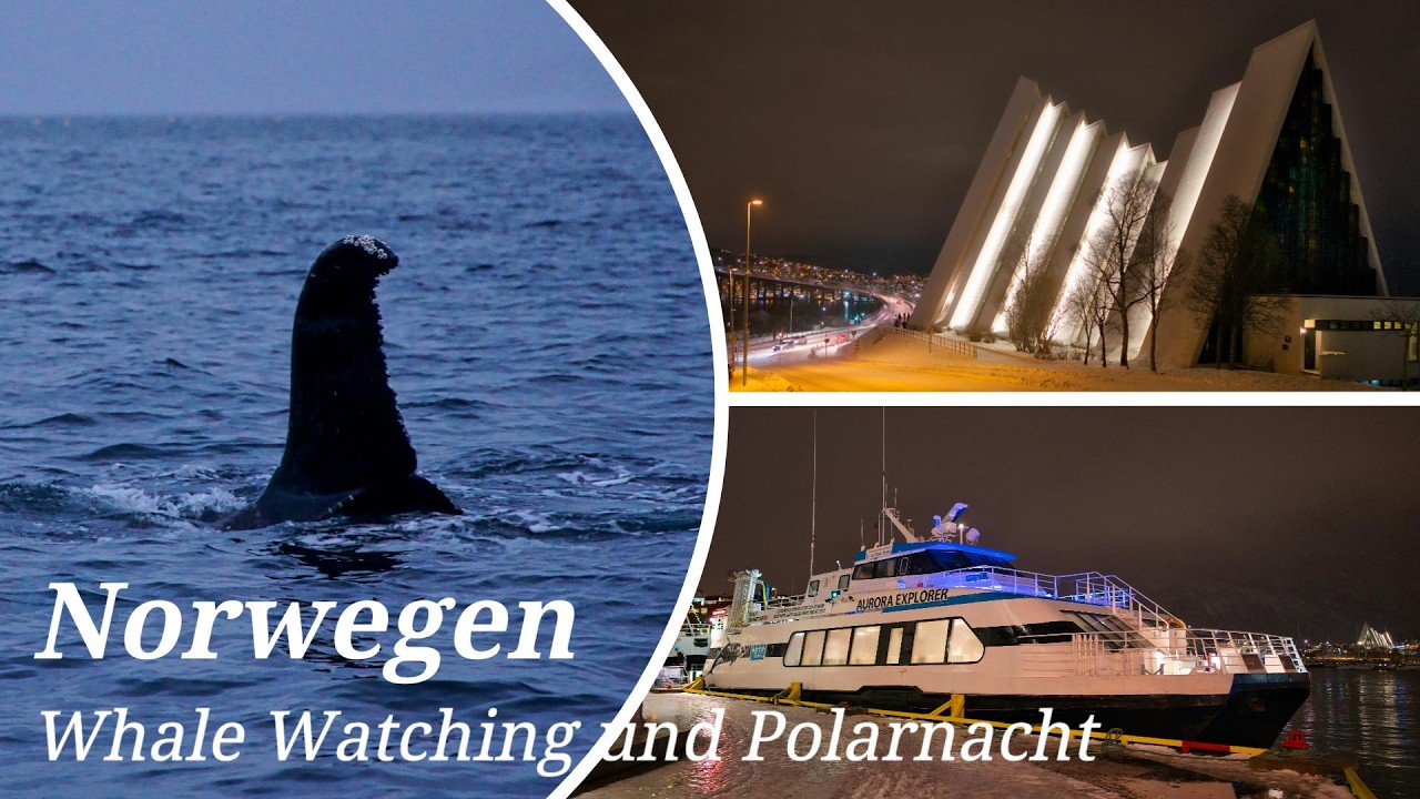 Norwegen - Der Norden - Reise in die Polarnacht - Whale Watching - Stau mit dem Flieger - Tromsø