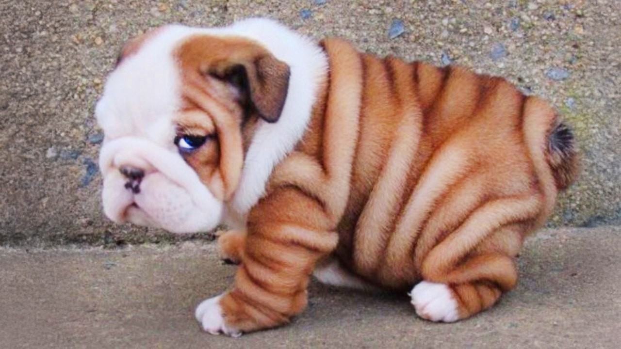 Overdramatic Puppies Who Deserve an Oscar 😂 Funniest Dog Videos Ever