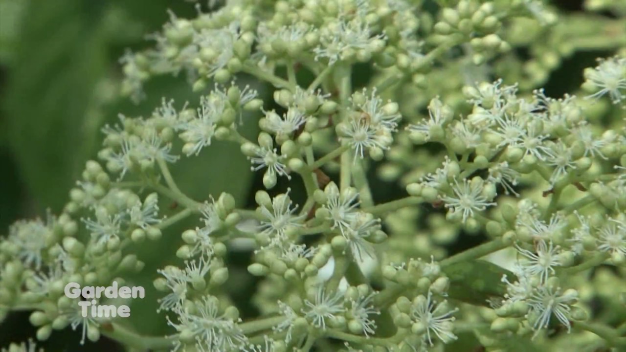 Climbing Hydrangeas