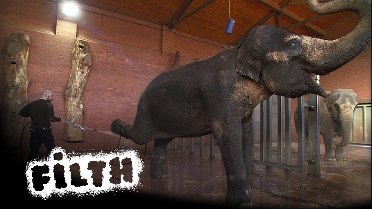 How To Clean An Elephant Enclosure | Grimefighters | Filth