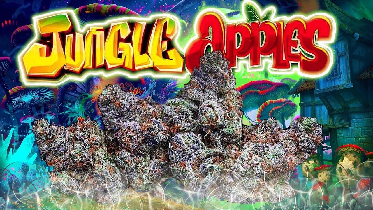 Jungle Apples Strain Review 🚀🚀🚀