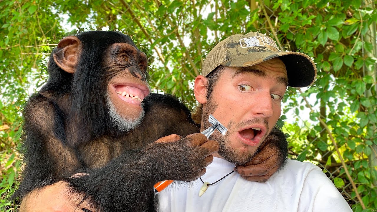 CHIMPANZEE SHAVES MY FACE !! WHAT HAPPENS ?!