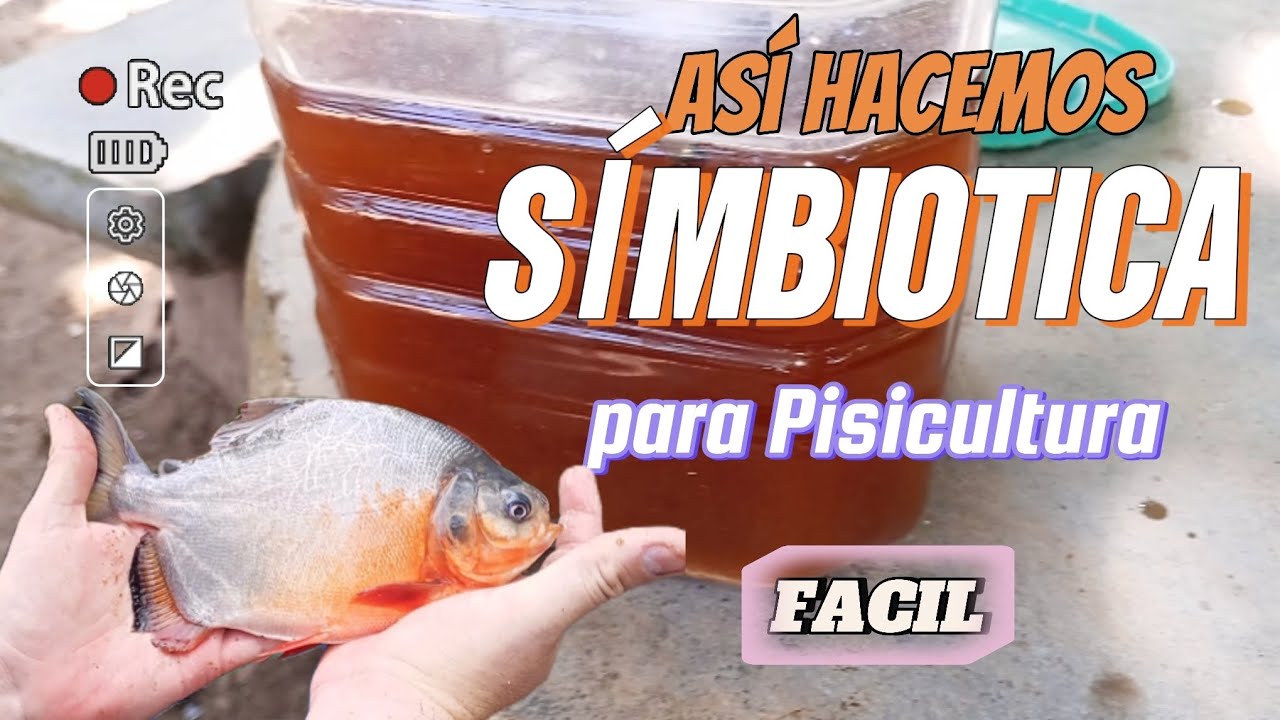 Así hacemos símbiotica para Pisicultura (Guía paso a paso)  #virales #viral #videos #tecnologia