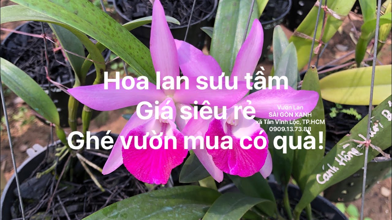 🔵 Clip số 15: 21/01/2026 - Hoa lan đẹp, Cattleya, Brassavola - Giá rẻ -Ghé vườn mua trực tiếp có quà