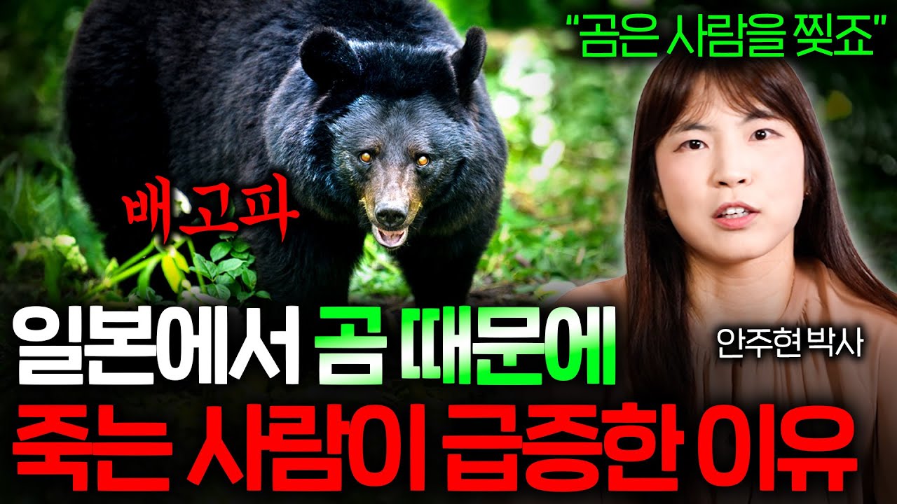 섬나라인 일본에 왜 곰이 많아졌을까? (비상 사태..)