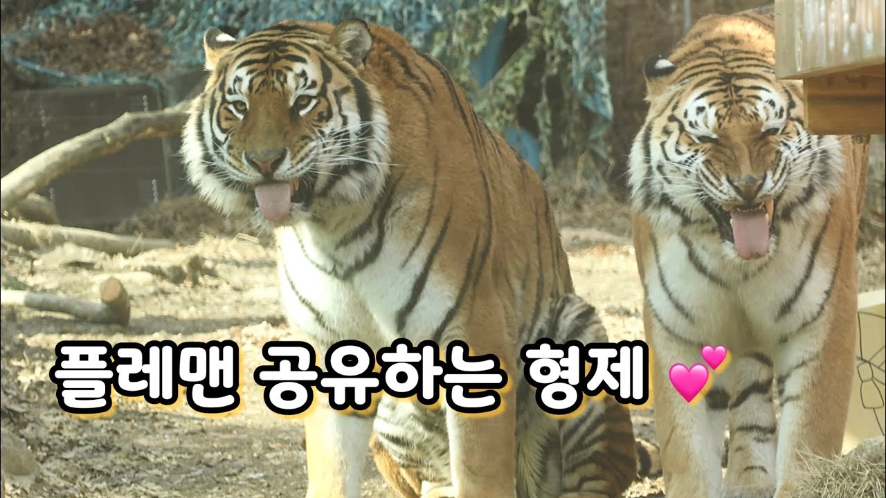 고기간식은 니꺼내꺼  플레맨은 함께하는 #다운 #나라 🐯 #호랑이형제 #Amurtiger #에버랜드