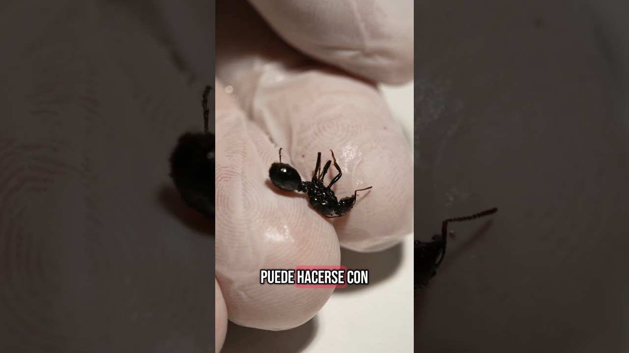 Desinfectando a mi hormiga reina de &aacute;caros 🐜 #hormigas #antdimension #ants