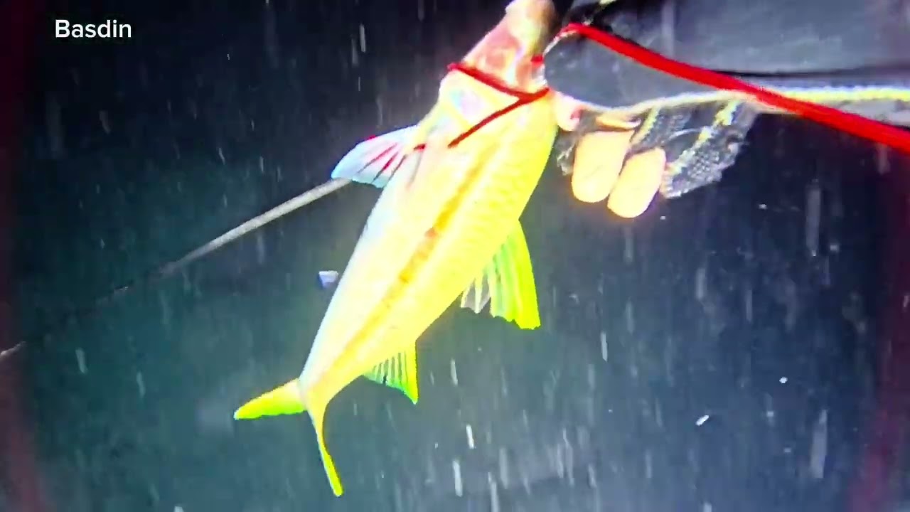 Berburu ikan saat malam hari 