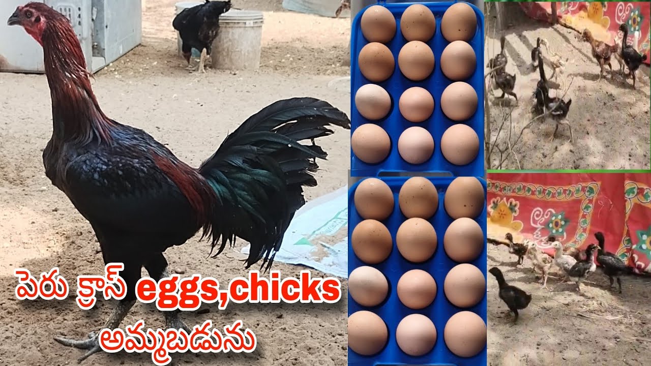 #KVR BREEDES#8125399207#bhimavaram chicks#peru cross chicks#chicks#patta punjulu#birds#chicken#viral
