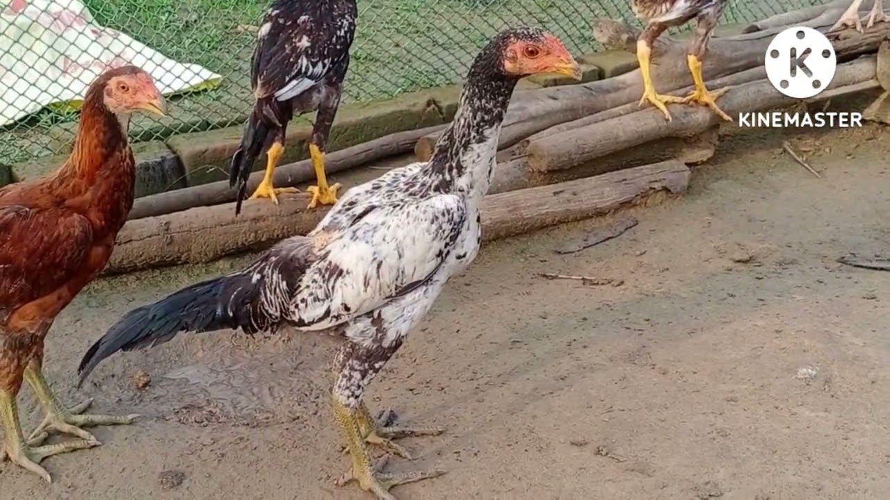 asil peruvidai breeds,asil murgi palan,asil free rang desi murgi palan,vi murgi farm