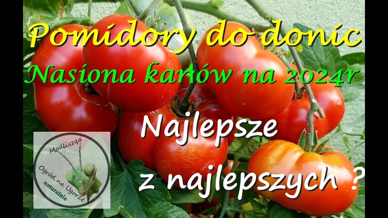 Pomidory  karłowe do donic na 2024r.