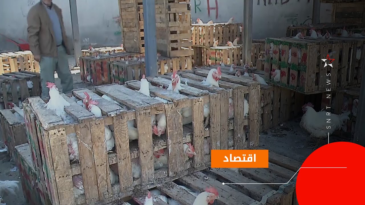 سوق الدجاج في الدارالبيضاء.. مكان جديد ومعارضة للمشروع