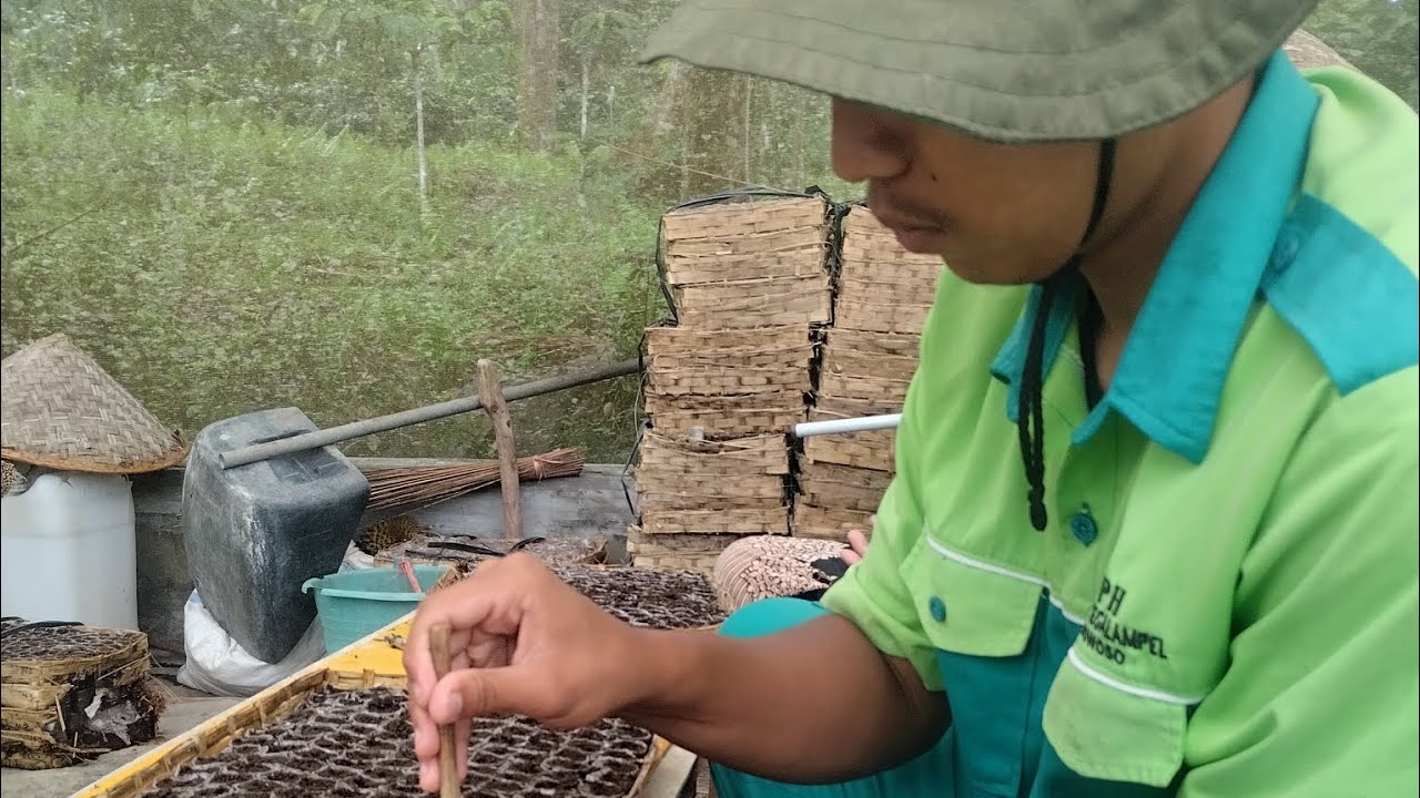 Kegiatan saya ketika PKL di PT BENIH CITRA ASIA 