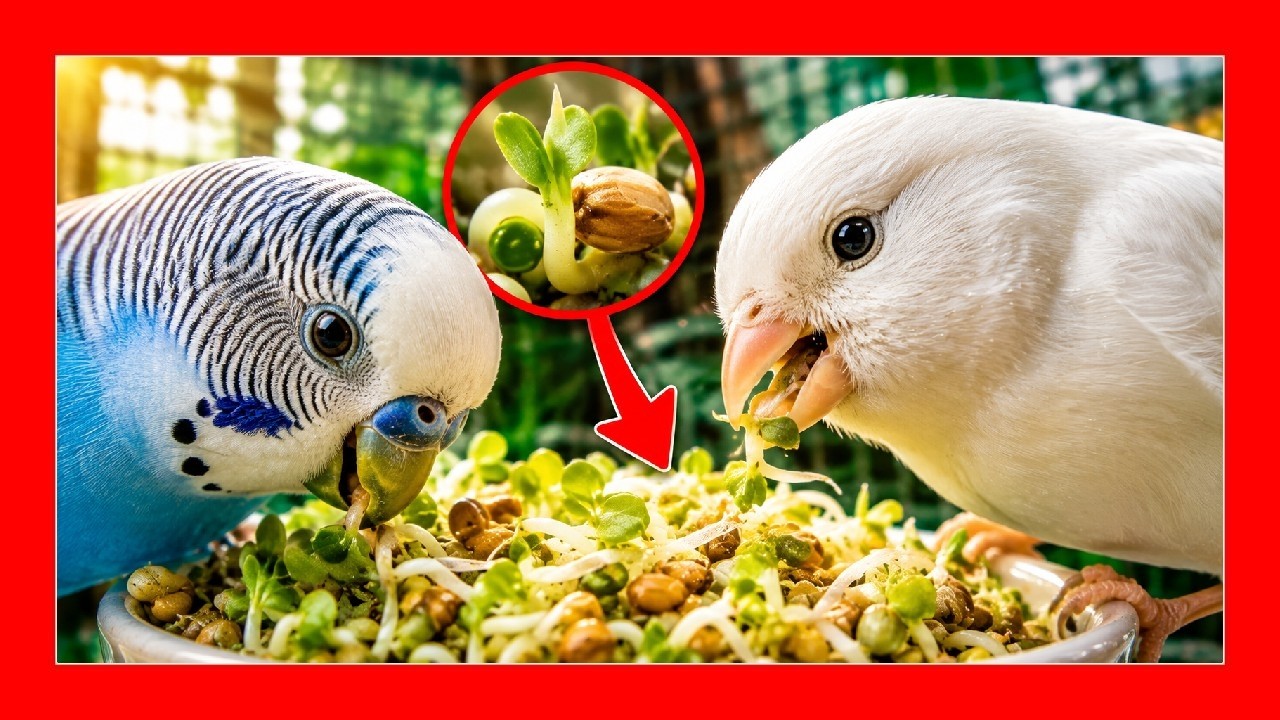 Проросшие семена для канареек и птиц 🐤 Прорастают, чтобы поднять канарейки