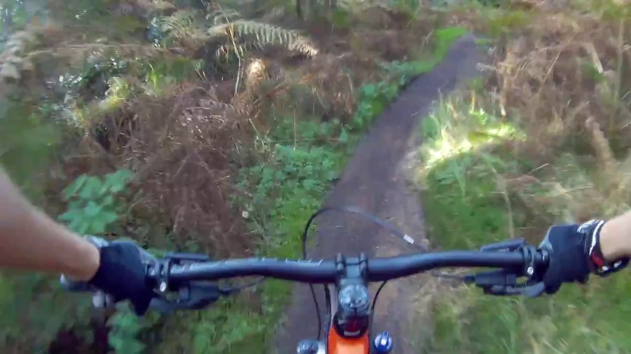 Thetford Forest 