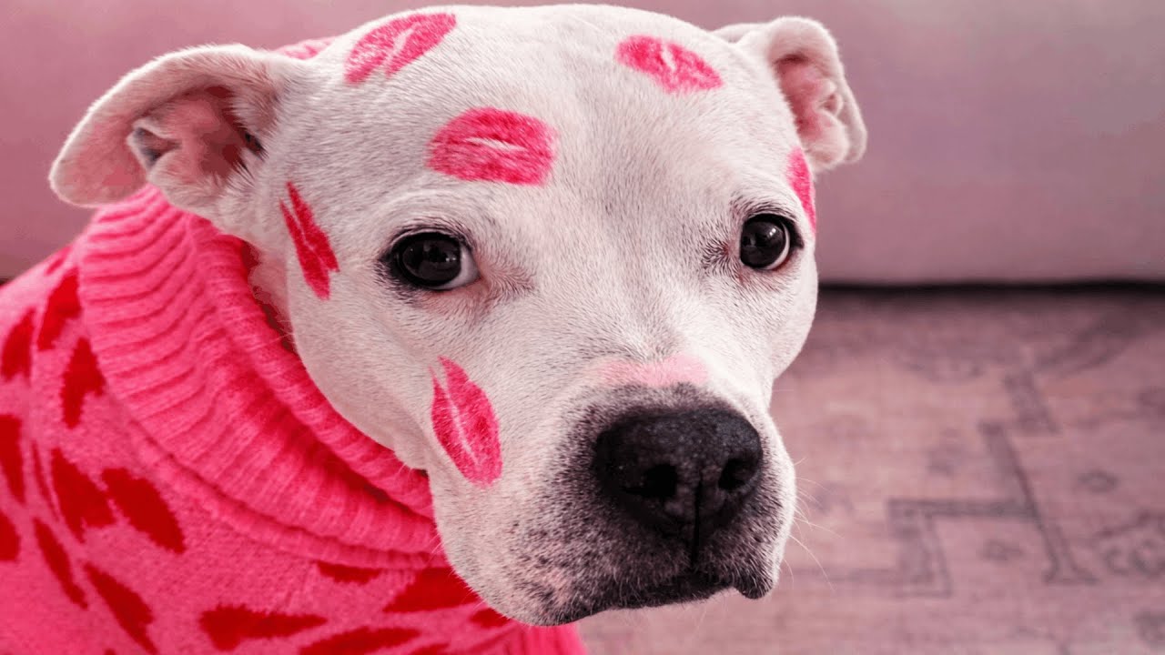 This Dog Was Only Supposed to Stay Temporarily… Then Everything Changed