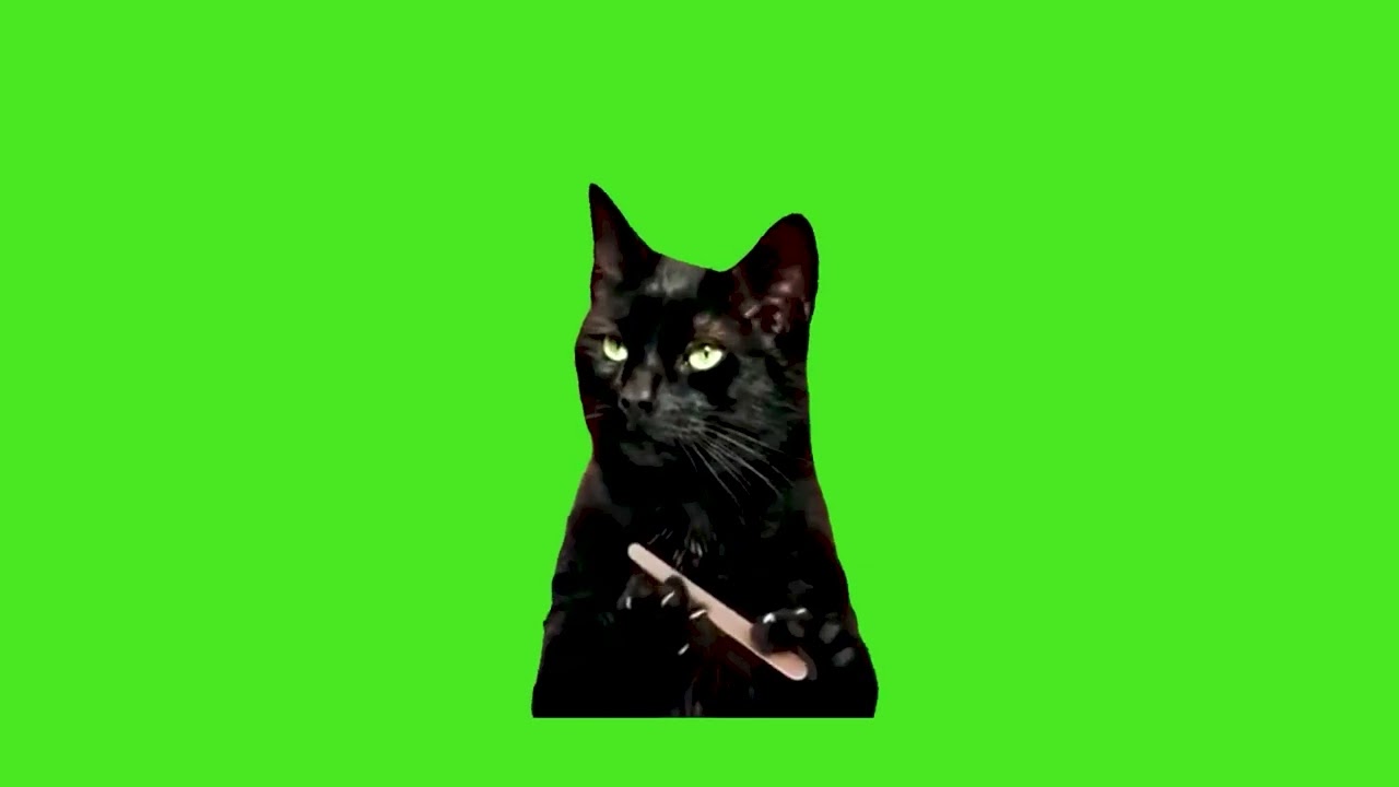 Cat Files Nail Green Screen | Link In Description..