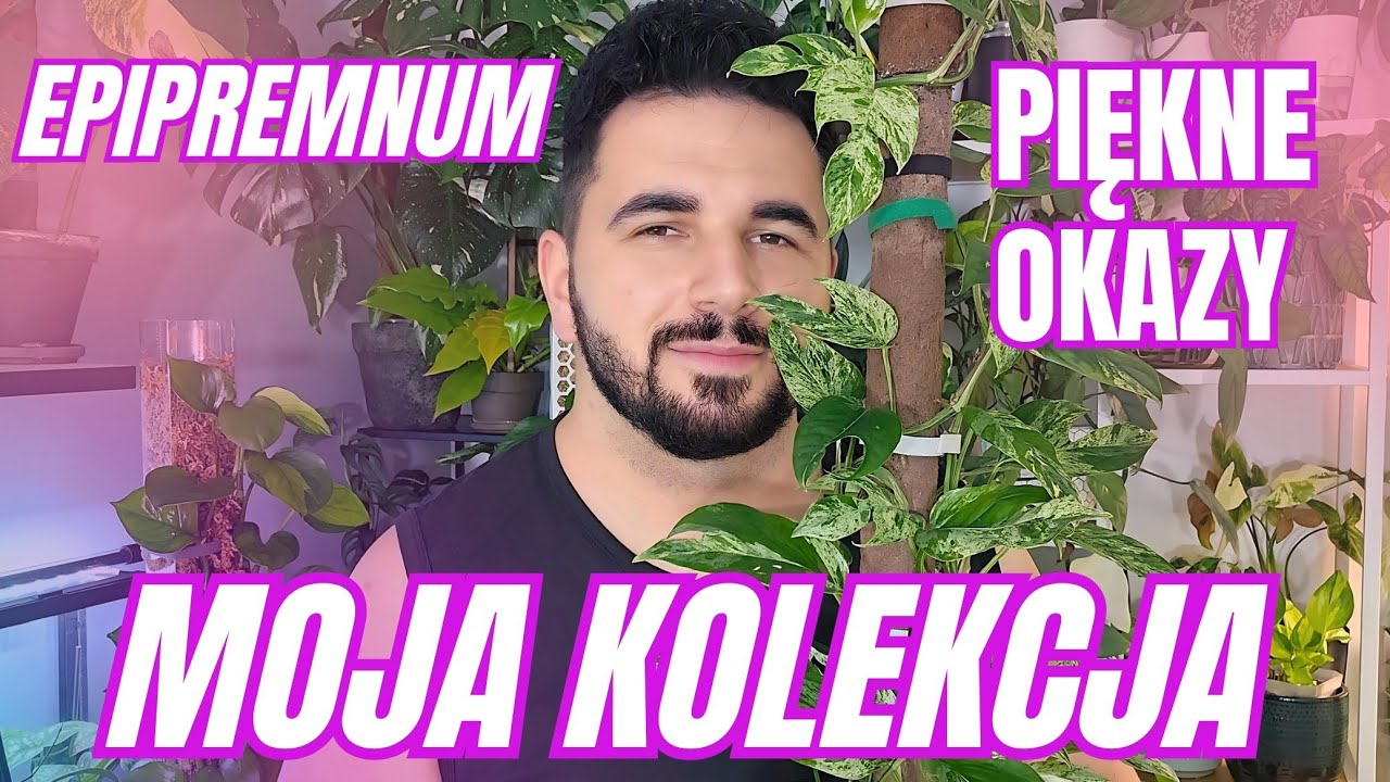 Moja kolekcja EPIPREMNUM 🌿💚 Piękne OKAZY 🤩 WSZYSTKIE ROŚLINY