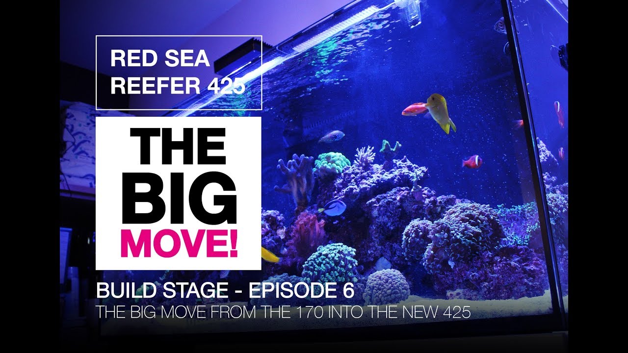 Red Sea Reefer 170 Finally Moves Over To The Reefer 425!