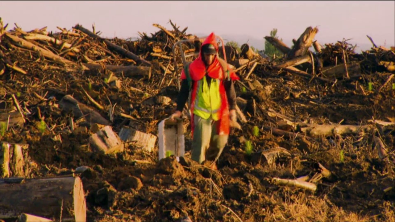 Inta Wood Forestry Planting