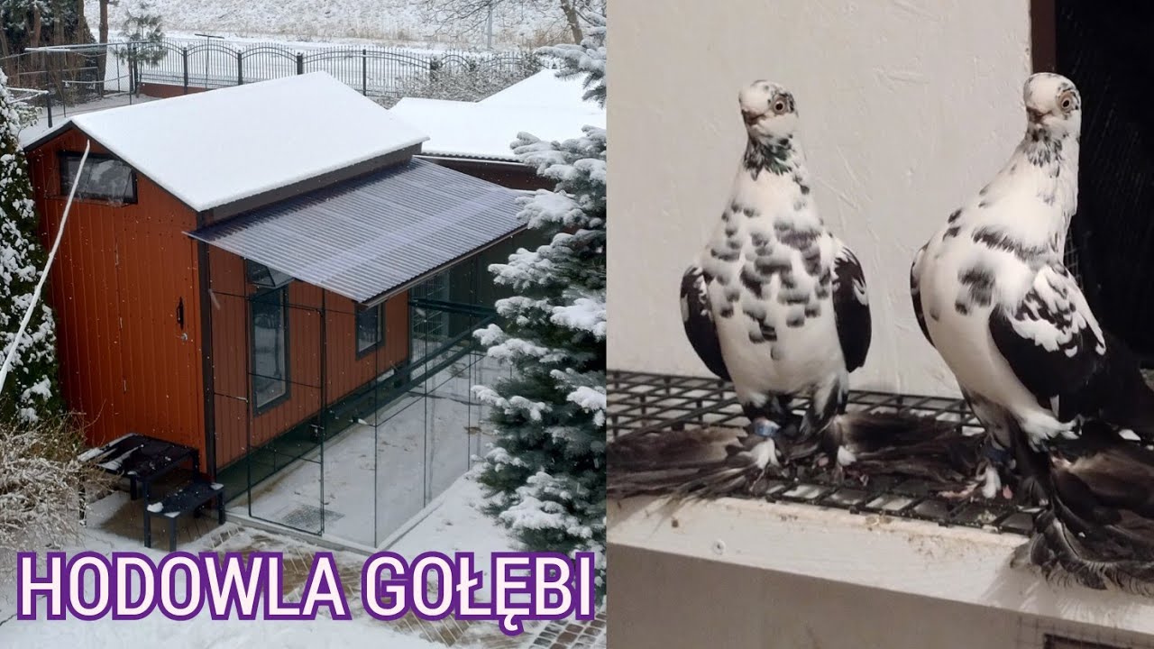 Gołębnik skończony. Ile to kosztowało 🤔? Gołębie u weterynarza.