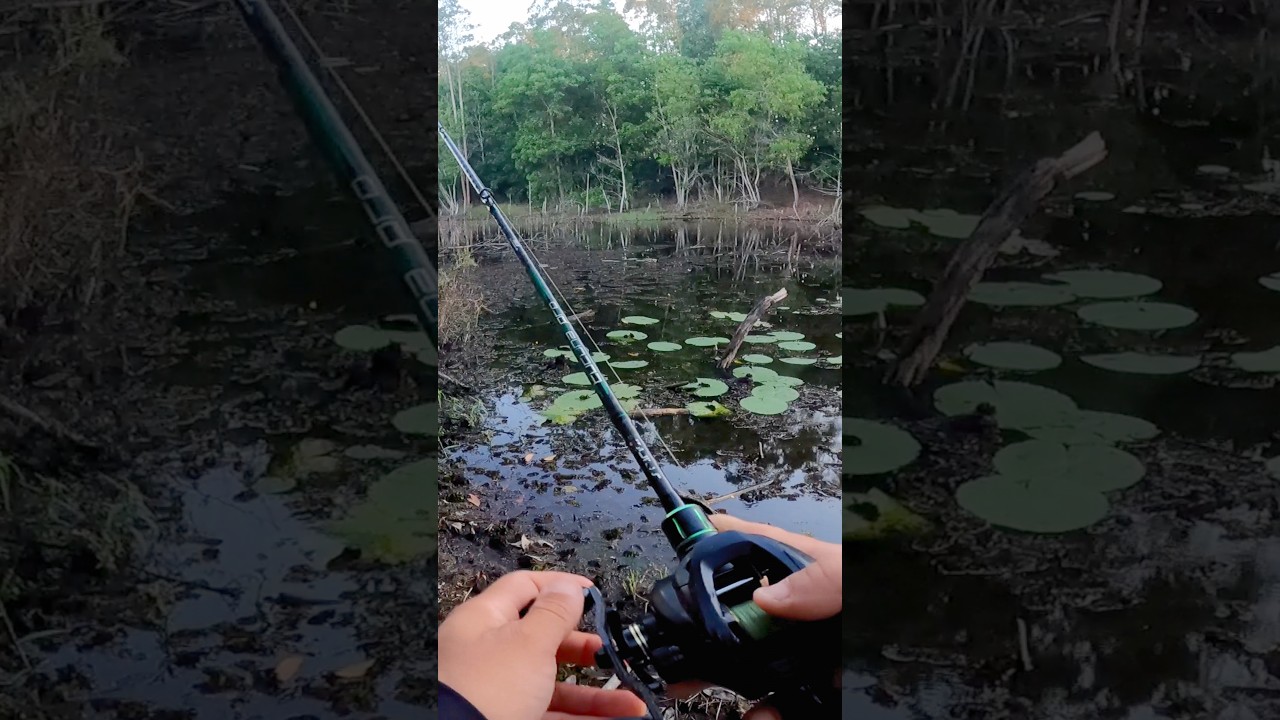 Estouro da Bocuda na isca Monster frog da @iscasmatadeira, elas n&atilde;o resistem!! 🔥🔥