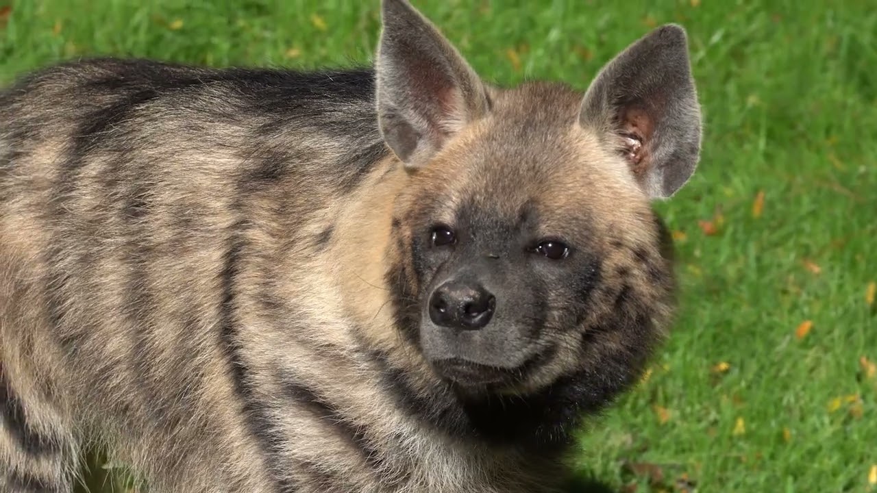 BIOPARC Valencia incorpora una pareja de hiena rayada, una especie de hiena en peligro de extinci&oacute;n