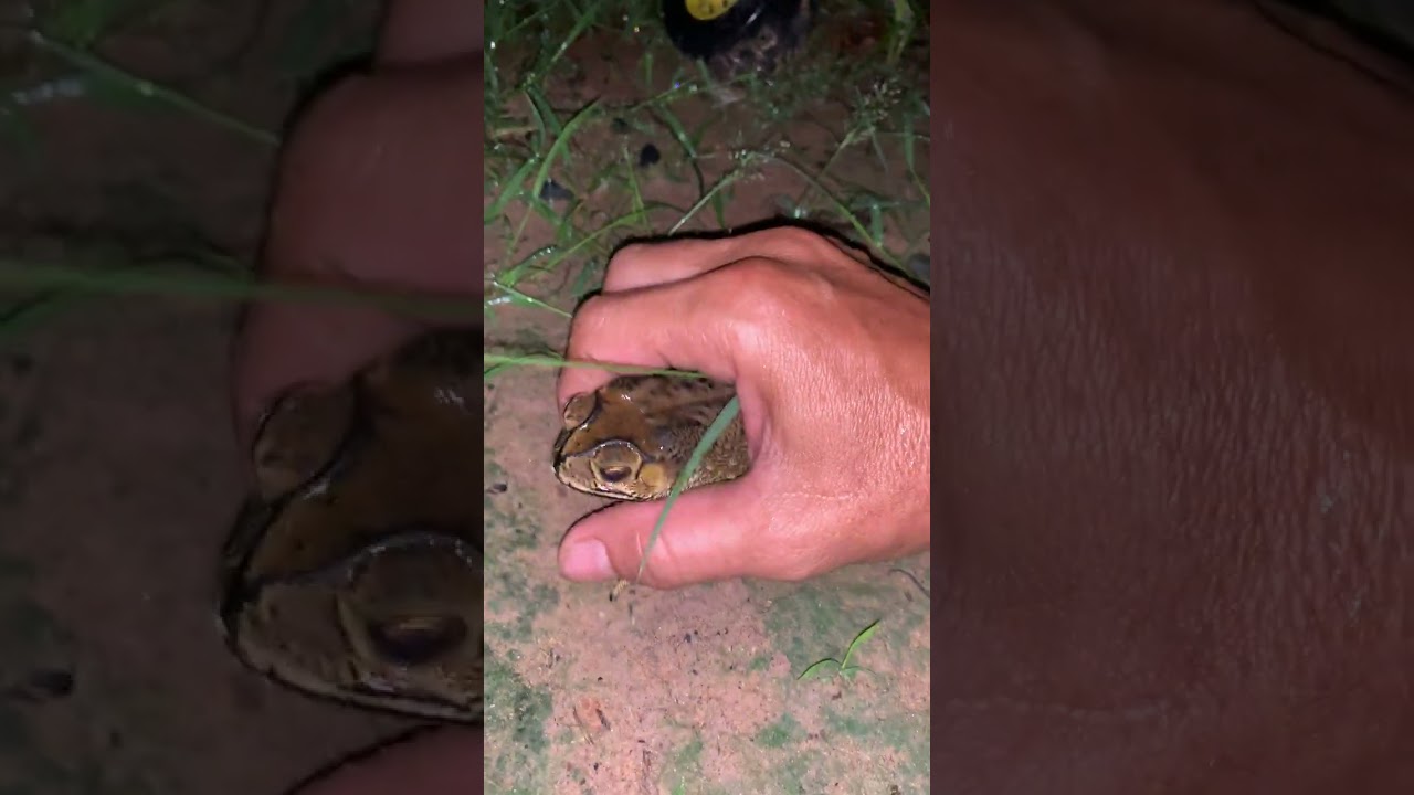 Asian Toad frog #virallife #rainfrog #animal #wildlife #viral #life #dailyvlog #shortsfeed  #toads