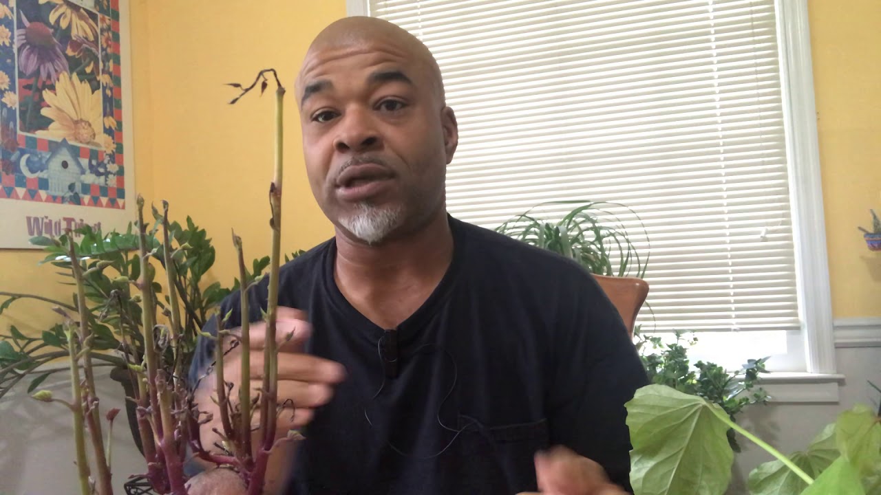 Which WAY IS UP? ☝🏽👇🏽🤷🏽&zwj;♂️ &ldquo;LF73 sweet potato QUICK TIPS&rdquo; (SWEET POTATO SLIPS)