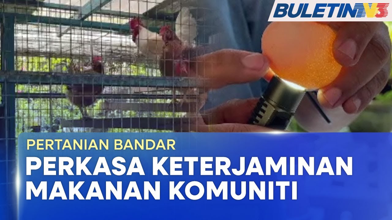 PERTANIAN BANDAR | Penternakan Ayam Penelur Jana Pendapatan & Keterjaminan Makanan (BU)