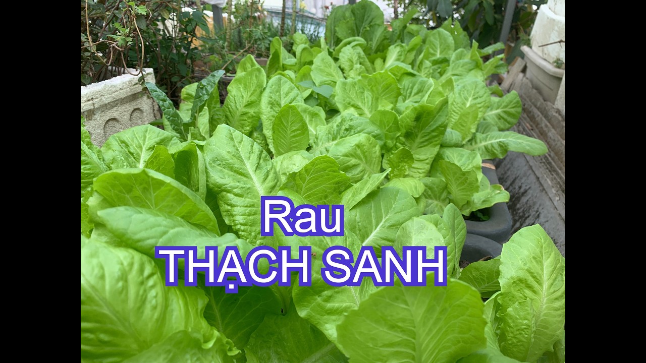 Rau Thạch Sanh là rau gì? Trồng một vài khay là tha hồ ăn | THÍCH TRỒNG CÂY TV