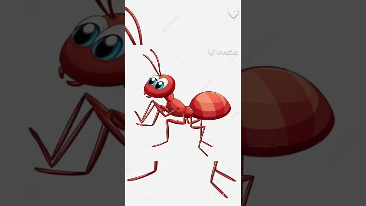 صرخة نملة