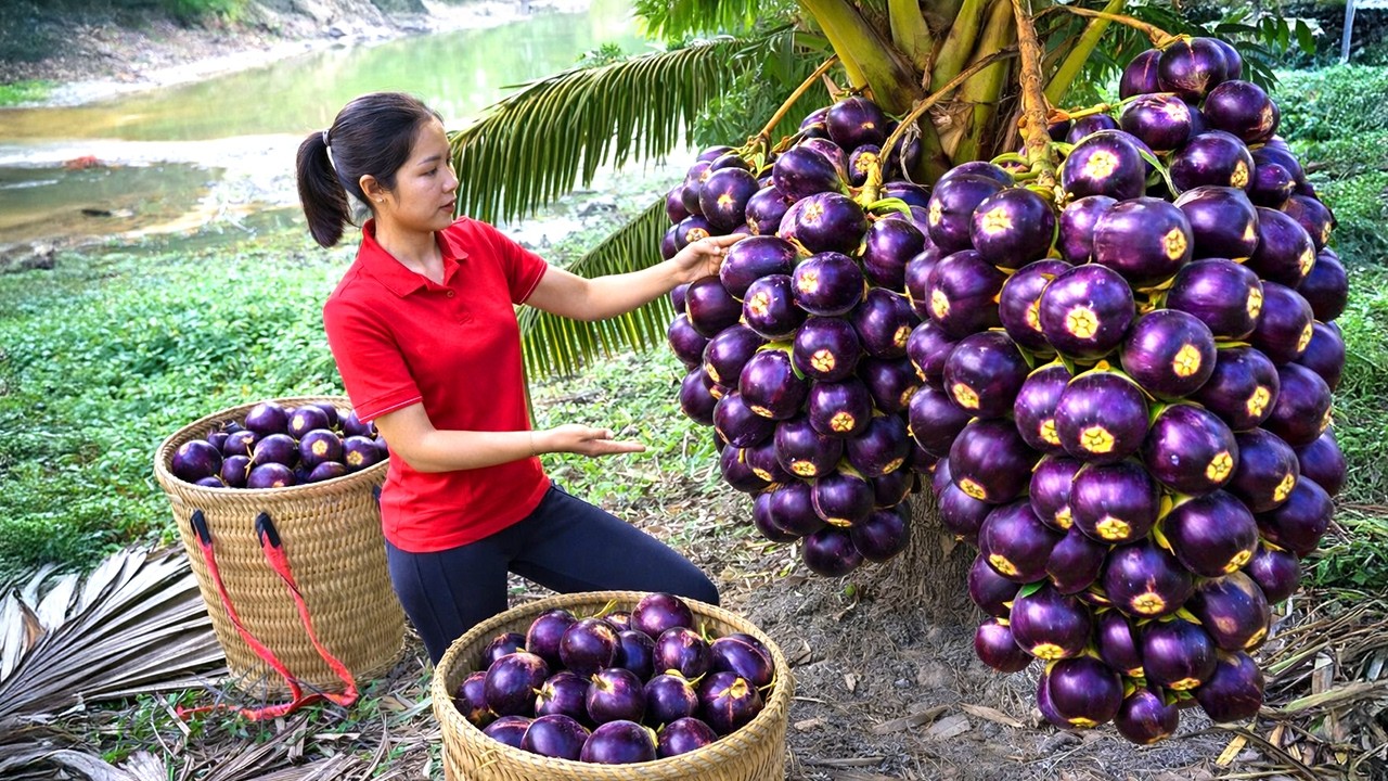 Harvesting 1000+ Giant Honey Iranian Oil Palm GoTo Market Sell, Completing The Bamboo Roof