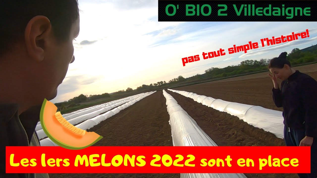 La premiere série de melons est au champ, on a bien galerer!