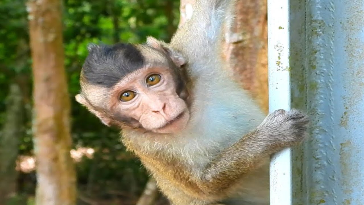 Ugurly Face Baby But Looking Smart Baby Monkey