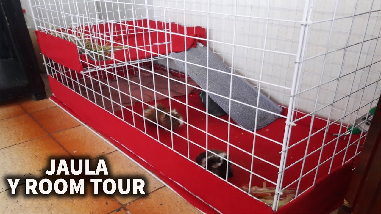 COMO HACER UNA CASA PARA COBAYAS,CUYOS,CONEJOS Y ROOM TOUR | AcuariosLP