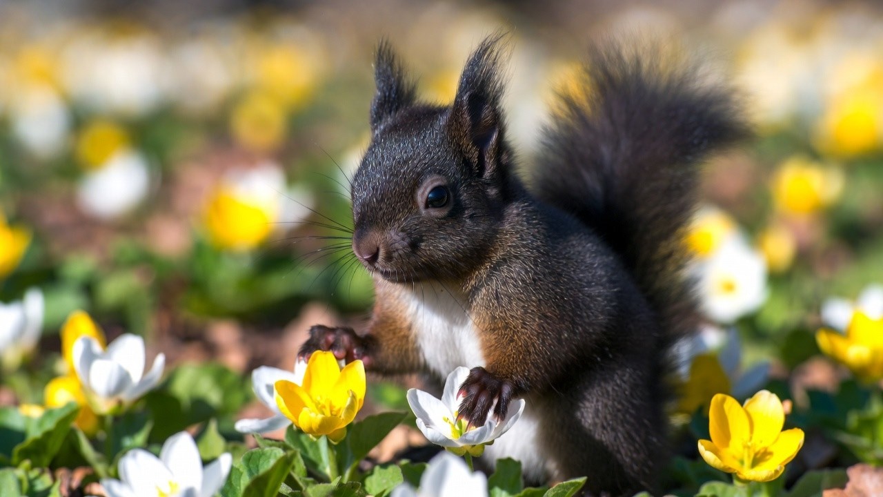 You’ll Fall in Love With This Baby Squirrel 🥰| Tiny Cute Squirrel That Will Melt Your Heart 💖
