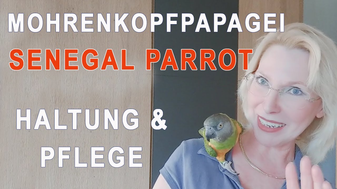 Mohrenkopfpapagei Haltung und Pflege Senegal Parrot